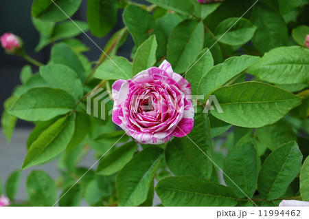 絞りのバラ 絞りのバラ 11994462