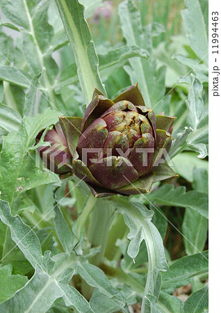 紫のアーティチョーク 紫のアーティチョーク 11994463