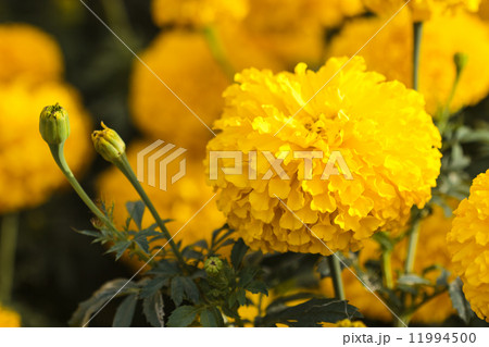 orange marigolds 11994500