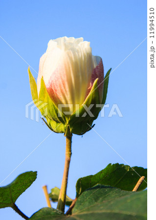 Hibiscus flower Hibiscus flower 11994510
