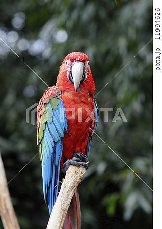 アカコンゴウインコ 11994626