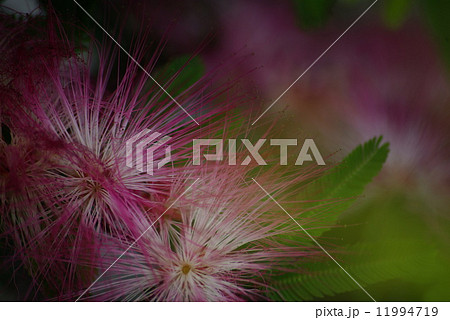 トキワネムノキ 11994719