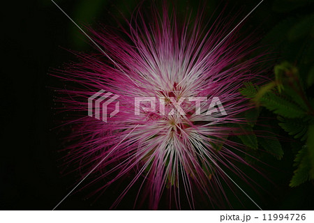 トキワネムノキ トキワネムノキ 11994726