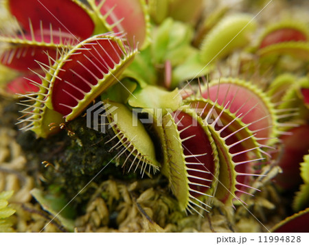 ハエトリグサ ハエトリグサ 11994828