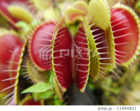 ハエトリグサ 11994831