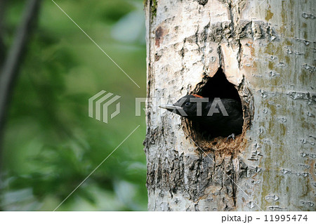 クマゲラの巣立ち クマゲラの巣立ち 11995474