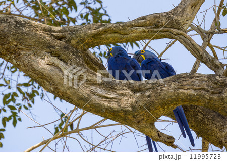 Blue Macaw in Pantanal Blue Macaw in Pantanal 11995723