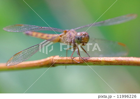 Dragonfly 11996226