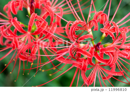 雨上がりの彼岸花 11996810