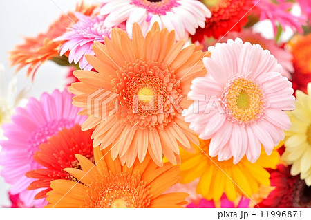 綺麗な花ガーベラのフラワーアレンジメント の写真素材