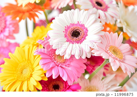 綺麗な花ガーベラのフラワーアレンジメント の写真素材