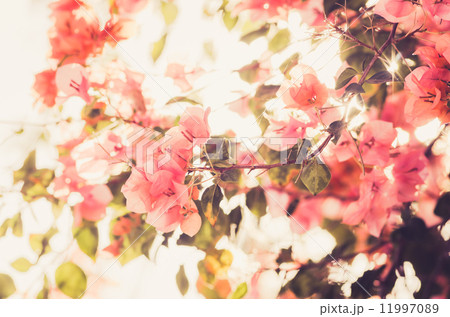 Paper flowers or Bougainvillea vintage 11997089