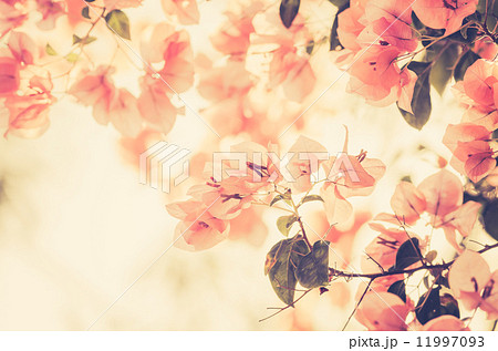 Paper flowers or Bougainvillea vintage Paper flowers or Bougainvillea vintage 11997093