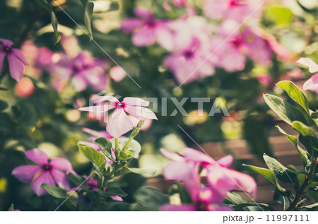 Catharanthus roseus or Periwinkle vintage Catharanthus roseus or Periwinkle vintage 11997111