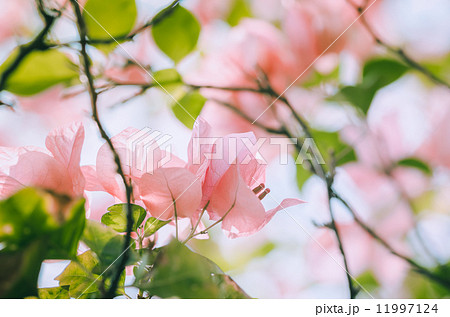 Paper flowers or Bougainvillea vintage Paper flowers or Bougainvillea vintage 11997124