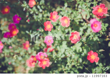 Common Purslane or Verdolaga or Pigweed or Little Hogweed or Pus 11997163