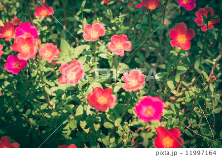 Common Purslane or Verdolaga or Pigweed or Little Hogweed or Pus Common Purslane or Verdolaga or Pigweed or Little Hogweed or Pus 11997164