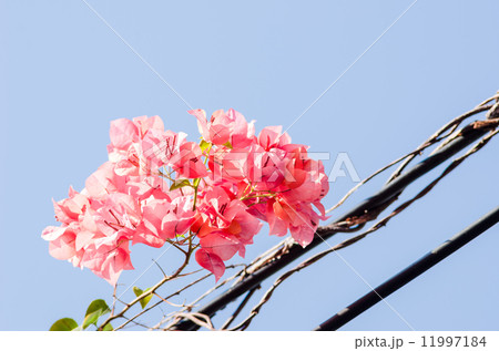 Paper flowers or Bougainvillea Paper flowers or Bougainvillea 11997184
