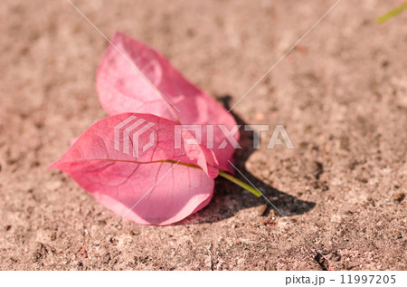 Paper flowers or Bougainvillea Paper flowers or Bougainvillea 11997205