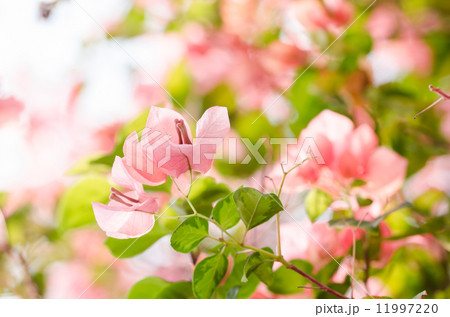 Paper flowers or Bougainvillea Paper flowers or Bougainvillea 11997220
