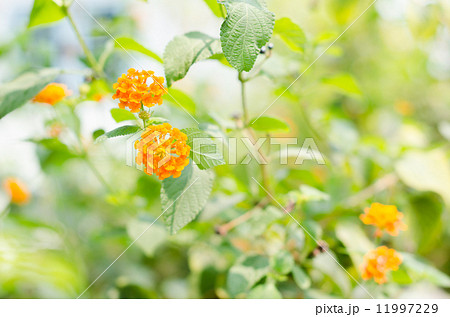 Lantana or Wild sage or Cloth of gold 11997229