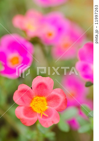 Common Purslane or Verdolaga or Pigweed or Little Hogweed or Pus 11997263