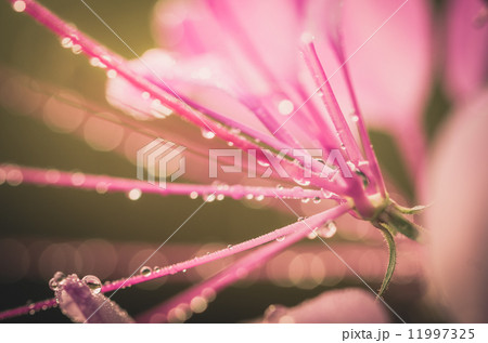 Cleome hassleriana or spider flower or spider plant Cleome hassleriana or spider flower or spider plant 11997325