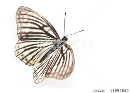 オオゴマダラチョウの綺麗な羽根　白バック 11997680