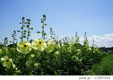 9月花　トロロアオイ・アオイ科04花ｵｸﾗ 11997940