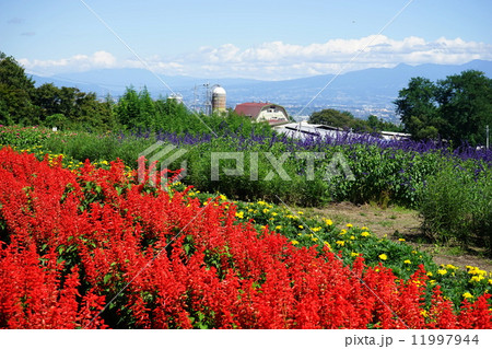 9月花　サルビア・シソ科51 11997944