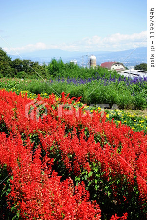 9月花　サルビア・シソ科52 11997946