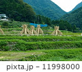 ヨズクハデ（島根県大田市温泉津町西田）「島根の60景」「日本の米作りの里100選」「秋の風物詩」 11998000