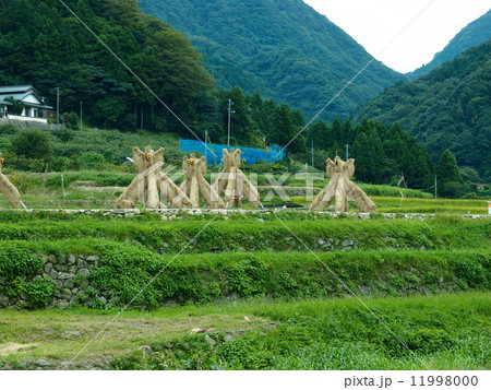 ヨズクハデ（島根県大田市温泉津町西田）「島根の60景」「日本の米作りの里100選」「秋の風物詩」 11998000