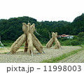 ヨズクハデ（島根県大田市温泉津町西田）「島根の60景」「日本の米作りの里100選」「秋の風物詩」 11998003