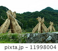 ヨズクハデ（島根県大田市温泉津町西田）「島根の60景」「日本の米作りの里100選」「秋の風物詩」 11998004