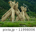 ヨズクハデ（島根県大田市温泉津町西田）「島根の60景」「日本の米作りの里100選」「秋の風物詩」 11998006