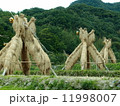 ヨズクハデ（島根県大田市温泉津町西田）「島根の60景」「日本の米作りの里100選」「秋の風物詩」 11998007