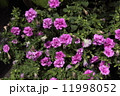 夏から秋の花サファニア 11998052