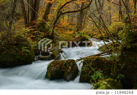 秋の奥入瀬渓流 秋の奥入瀬渓流 11998268