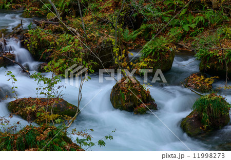 秋の奥入瀬渓流 11998273