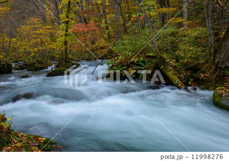 秋の奥入瀬渓流 11998276