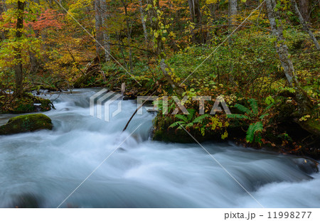 秋の奥入瀬渓流 秋の奥入瀬渓流 11998277