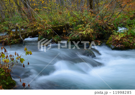 秋の奥入瀬渓流 11998285