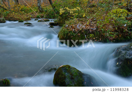 秋の奥入瀬渓流 秋の奥入瀬渓流 11998328