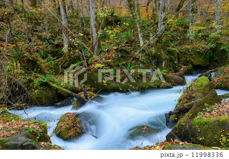 秋の奥入瀬渓流 11998336