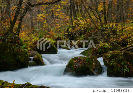 秋の奥入瀬渓流 11998338