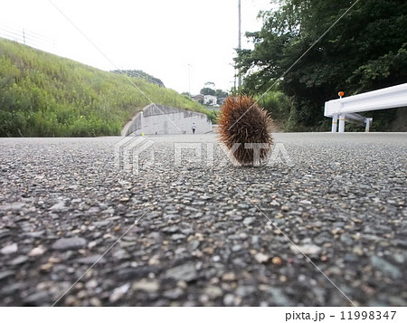 小さい秋 11998347