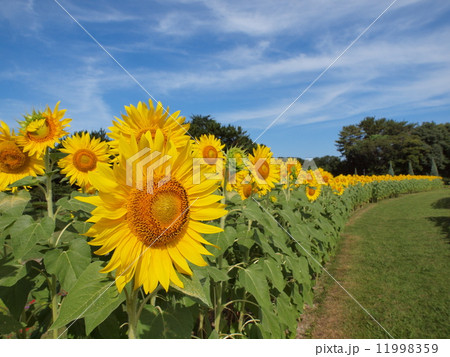 向日葵 向日葵 11998359