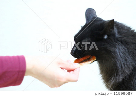 おやつを食べる猫 11999087
