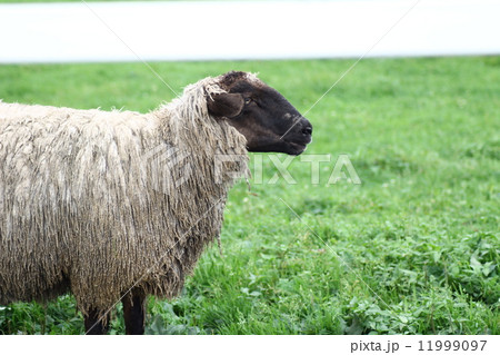 サフォーク種のヒツジ 11999097